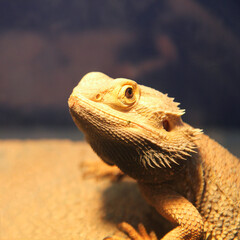 Bearded dragon in the zoo