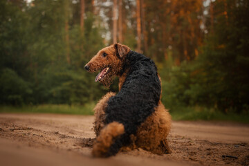 Airedale terrier dog portrait