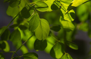 Fototapeta na wymiar Kelor or Drumstick tree (Moringa oleifera) green leaves backlight shot, selected focus
