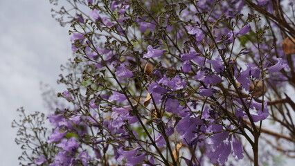 Blooming jacaranda a beautiful tree with purple flowers. Jacaranda tree in blossom. Spring in Israel