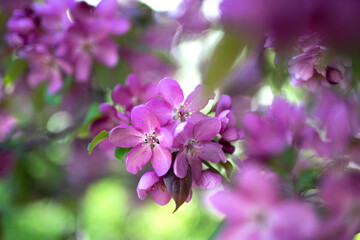 Blooming apple tree. Lilac flowers close up. Soft focus blur. Floral background with copyspace.High quality photo