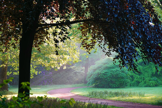 Oldenburg, early in the morning in the castle garden. Sunbeams shine through the trees on a meadow. In the foreground a red beech