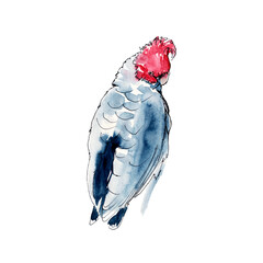 Australian birds. Watercolor sketch.
