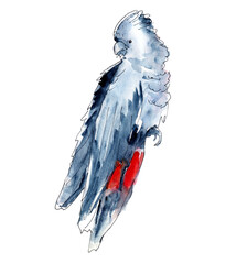 Australian birds. Watercolor sketch. - 505734770