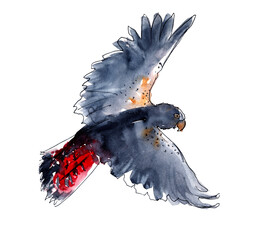 Australian birds. Watercolor sketch. - 505734772