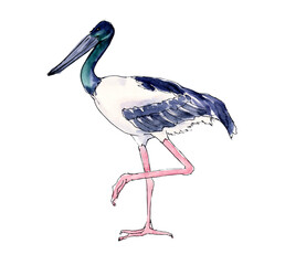 Australian birds. Watercolor sketch. - 505734773