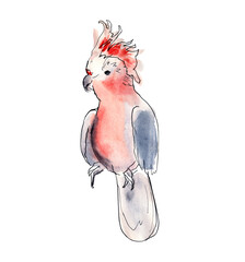 Australian birds. Watercolor sketch.