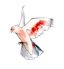 Australian birds. Watercolor sketch. - 505734776