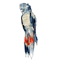 Australian birds. Watercolor sketch. - 505734777