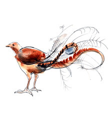 Australian birds. Watercolor sketch. - 505734779