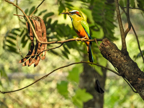 🇭🇳 Taragon Ceja Celeste, 
🇺🇸 Turquoise-browed Motmot
🧬 Eumomota superciliosa
