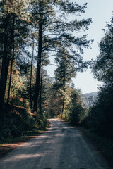 Path to the mountain, with pine trees, the sunset falling, and the dense vegetation of the mountains