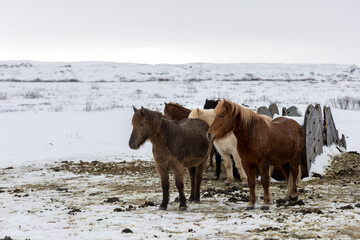 Manada de caballos en la nieve - obrazy, fototapety, plakaty