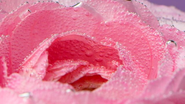 Pink flower in the water.Stock footage.A bright beautiful flower located in the water which is covered in bubbles.
