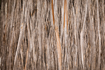 Tree bark texture