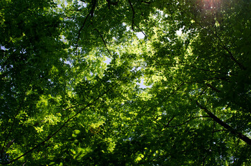Fototapeta na wymiar Scenic forest of fresh green deciduous trees framed by leaves, with the sun casting its rays through the foliage