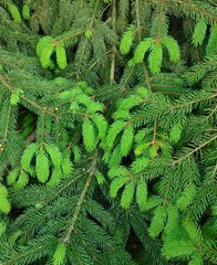 Background of green pine branches