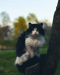 Kot na drzewie © Tomasz