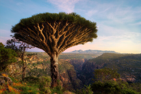 Dragon Blood Tree at Diksam Plateau in Socotra, Yemen, taken in November 2021