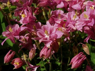 Fototapeta na wymiar pink and white flowers of Aquileria vulgaris plant in the garden