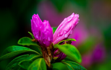 pink orchids growing with droplets of rain