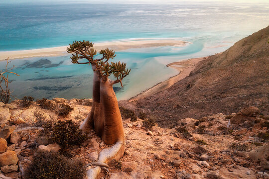 Bottle Tree on a Mountain Site in Socotra, Yemen, taken in November 2021