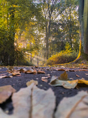 Zdjęcie wykonane jesienna porą podczas spaceru w parku Roth w Raciborzu - obrazy, fototapety, plakaty