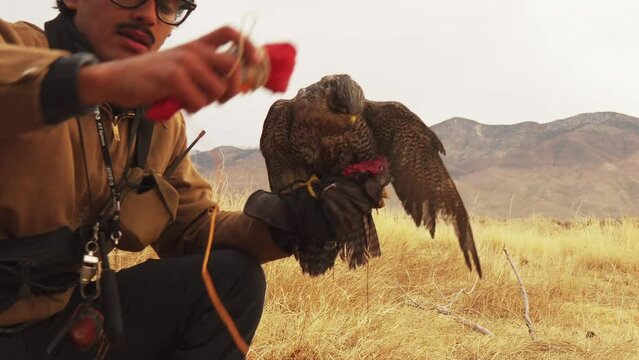 Medium shot of a person walking into frame them crouching down with a falcon eating raw meat out of the hand of the trainer who has thick black frame glasses a mustache, then talks into the camera