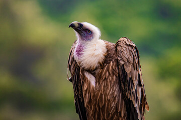 portrait of a vulture close up