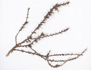 twigs of prickly thorns isolated on white background