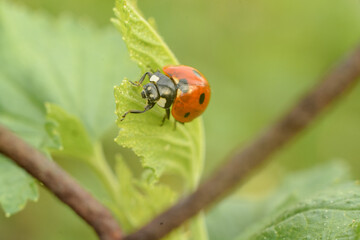 ladybird on a leaf