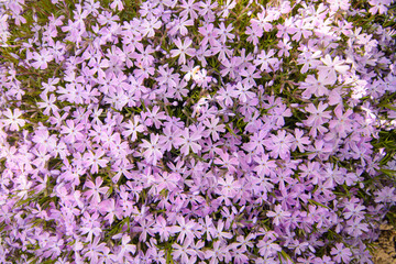 purple early spring phlox flowers