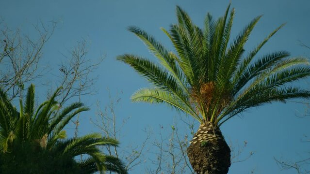 Shot of the tops of palm trees on a hot sunny day, against the backdrop of a bright blue sky, swaying lightly in the wind. High quality footage 