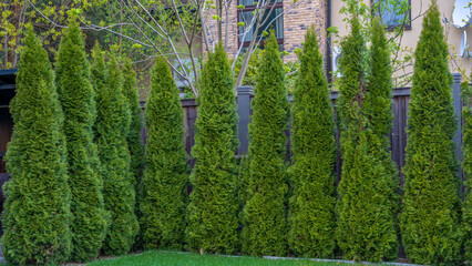 Well groomed green conical thuja coniferous trees in garden. Evergreen trees planted abreast make dense natural wall. - obrazy, fototapety, plakaty