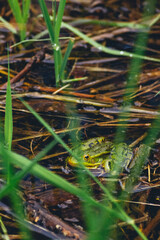 frog in the grass
