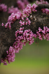 Obraz premium flowers in the garden