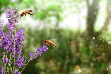 Spring design, Two Bees flying over the flower on green natural garden background. - obrazy, fototapety, plakaty