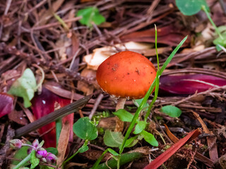 Wild orange mushroom in the forest