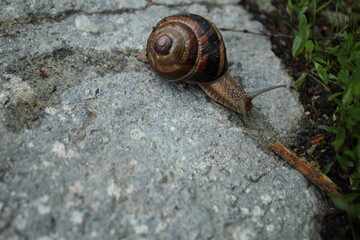 snail on a leaf