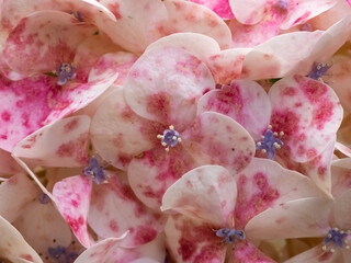 Pink and white hydrangea in detail. Bride bouquet.