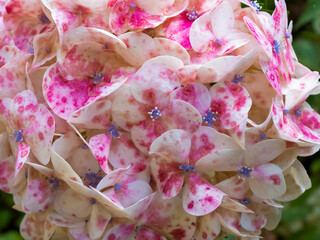 Pink and white hydrangea flowers, in detail. Sunny day.