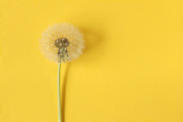 Dandelion on colored paper background. Dandelion seeds.