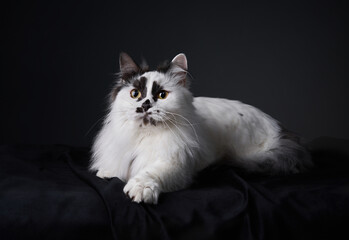 funny black and white munchkin cat. Pet on a black background in studio - obrazy, fototapety, plakaty