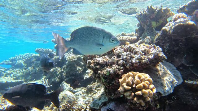 Bermuda Chub fish and tropical corals. Snorkeling on Australia Barrier Reef