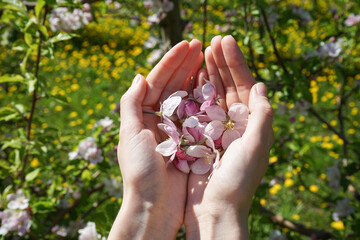 Pink flowers in the palms of a young woman on a green background. Top view.