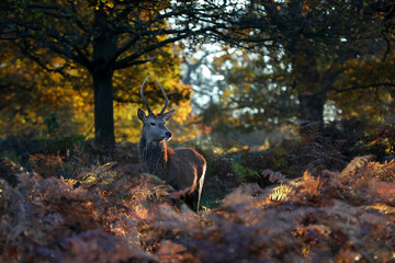 A deer stag sits among the ferns in the forest before sunset in autumn after routing season in...
