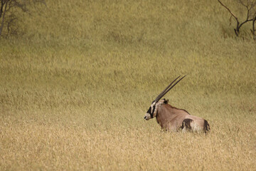 Gemsbok or South African Oryx, Kgalagadi, South Africa