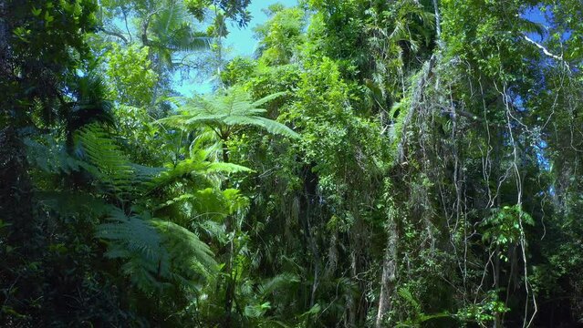 Green tropical vegetation of Daintree jungle in Queensland national park