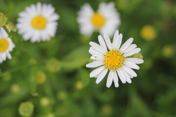 Obraz premium stamens of yellow daisies on a green background