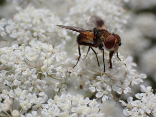 Tachinid fly Ectophasia crassipennis female